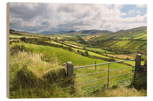 Stampa su legno Green meadows near Dingle (Kerry, Ireland)