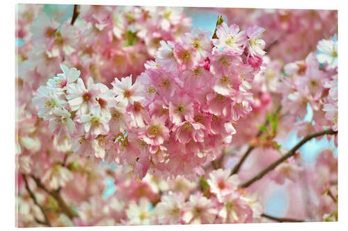 Quadro em acrílico Spring cherry blossom image