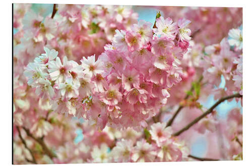 Alumiinitaulu Spring cherry blossom image