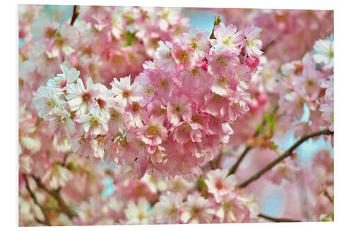 Cuadro de PVC Spring cherry blossom image