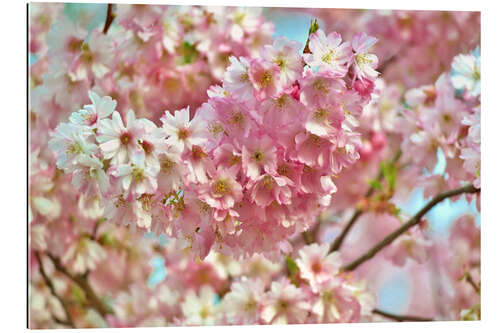 Gallery print Spring cherry blossom image