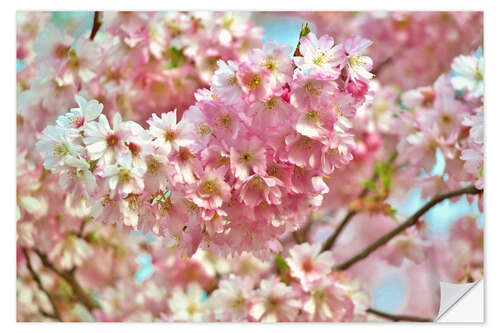 Sticker mural Spring cherry blossom image