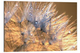 Cuadro de aluminio Dandelions Magic Light