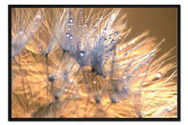 Gerahmter Kunstdruck Pusteblumen Magic Light