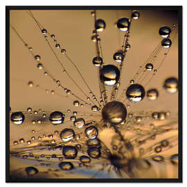 Gerahmter Kunstdruck Pusteblume Wasser Planeten Welt