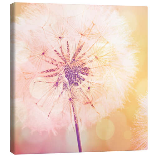 Canvas print Dandelion 