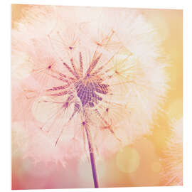 Foam board print Dandelion 