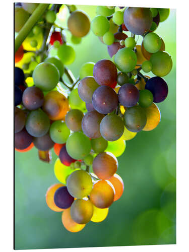 Aluminium print wine grapes