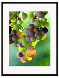 Gerahmter Kunstdruck Weintrauben