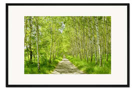 Gerahmter Kunstdruck Waldweg im Birkenwald III - Atteloi