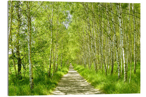 Galleritryck Forest path in the birch forest