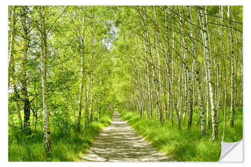 Selvklebende plakat Forest path in the birch forest