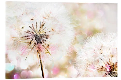 Acrylic print Dandelion 3