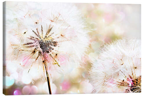 Quadro em tela Dandelion 3