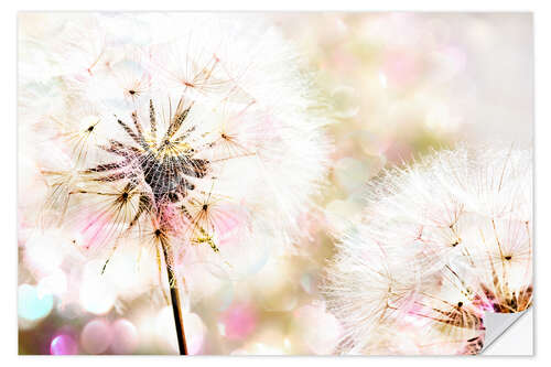 Naklejka na ścianę Dandelion 3