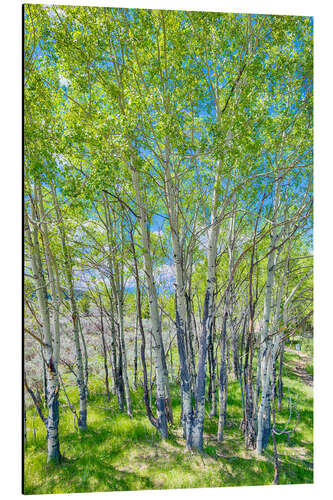 Aluminiumtavla Birches