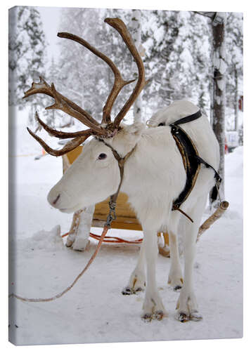 Canvas print Reindeer