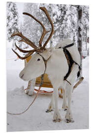 Hartschaumbild Rentier