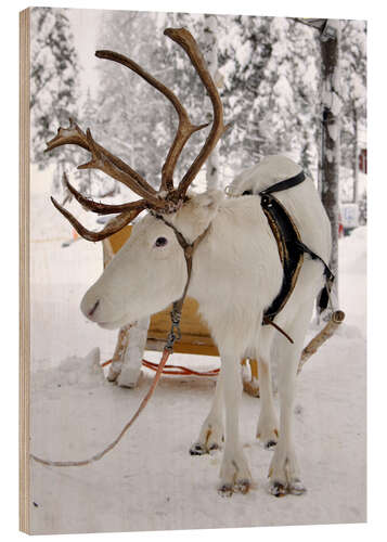 Obraz na drewnie Reindeer