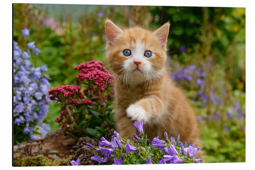 Aluminium print Cute ginger kitten in a flowery garden