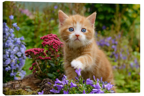 Canvas print Cute ginger kitten in a flowery garden