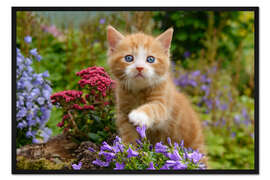 Gerahmter Kunstdruck Niedliches Katzenkind im blühenden Garten