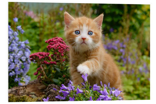 Foam board print Cute ginger kitten in a flowery garden