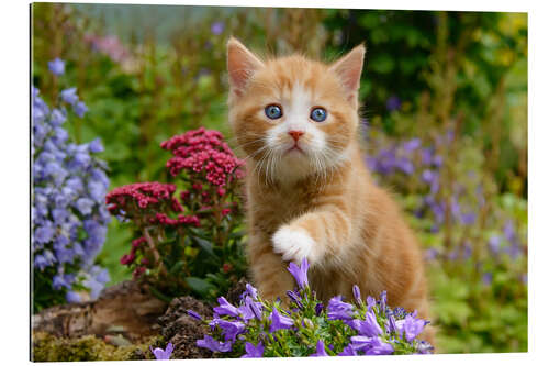 Gallery print Cute ginger kitten in a flowery garden