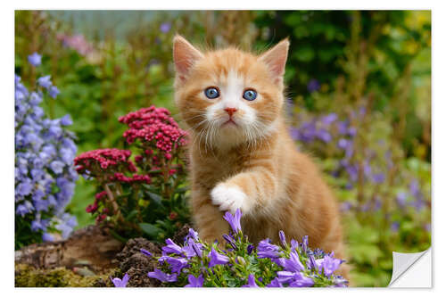 Naklejka na ścianę Cute ginger kitten in a flowery garden