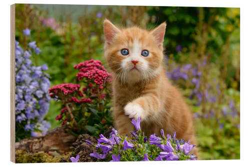 Wood print Cute ginger kitten in a flowery garden