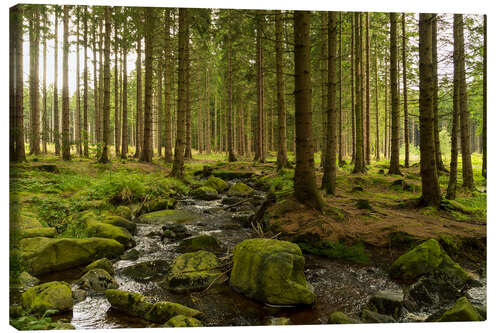 Canvas-taulu forest with creek