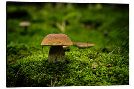 Magnettafel Steinpilz