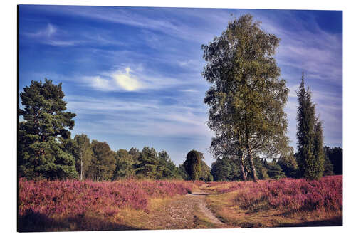 Tableau en aluminium Einsamer Pfad Lüneburger Heide