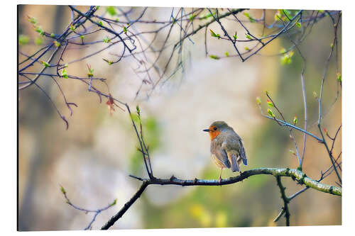 Aluminium print Robin on a branch