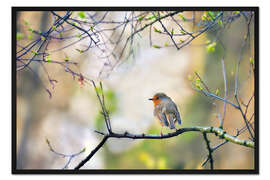 Gerahmter Kunstdruck Rotkehlchen auf Ast
