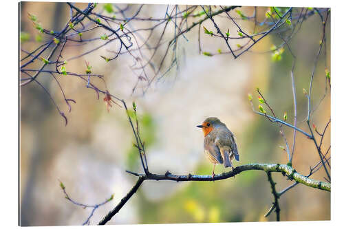 Gallery print Robin on a branch