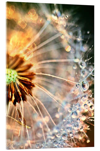 Acrylglasbild Pusteblume Delightful