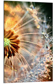 Aluminium print Pusteblume Delightful