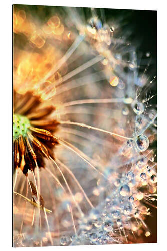 Gallery print Pusteblume Delightful