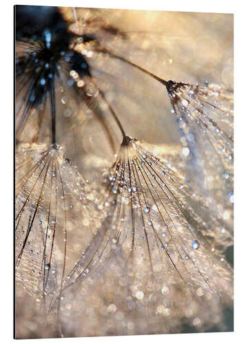 Aluminium print Dew on a dandelion