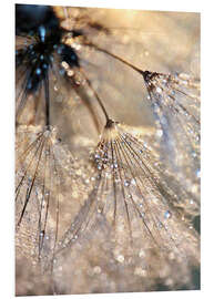 Foam board print Dew on a dandelion