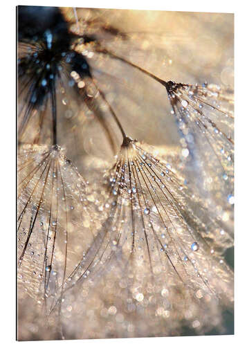 Gallery print Dew on a dandelion