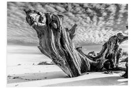 Tableau en PVC Souche d'arbre sur une plage de la mer Baltique