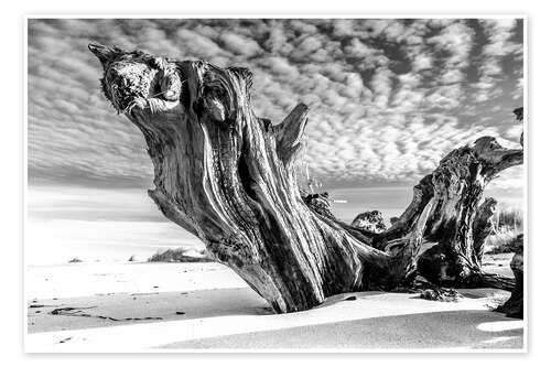 Poster Radice di un albero sulla spiaggia (in bianco e nero)