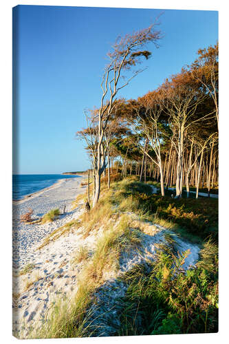 Quadro em tela Baltic Sea beach with trees