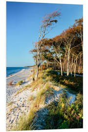 Foam board print Baltic Sea beach with trees