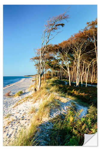 Naklejka na ścianę Baltic Sea beach with trees