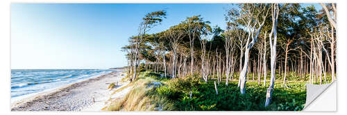 Naklejka na ścianę Beach and Forest at the Baltic Sea