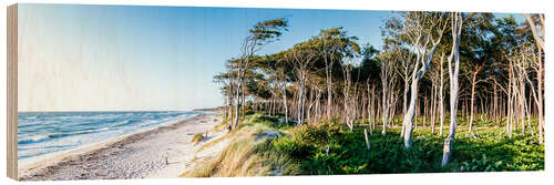 Obraz na drewnie Beach and Forest at the Baltic Sea