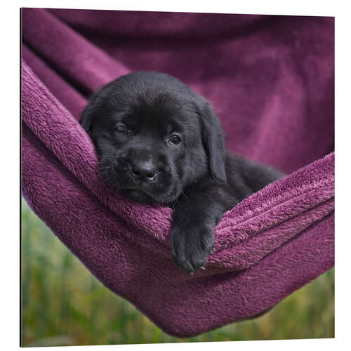 Tableau en aluminium Chiot labrador IV